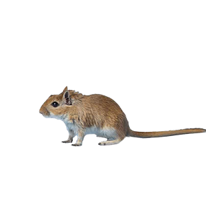 Mongolian gerbil