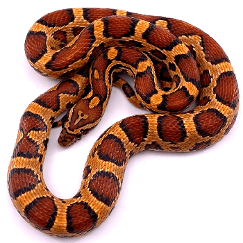 Corn snake